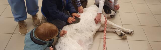 На семейном дне KoerteKool BEST можно было погладить собак и получить консультацию кинолога