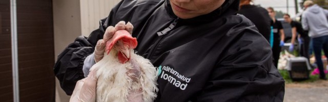 Спасательная операция в одном из крупнейших курятников Эстонии: почти две сотни цыплят обрели новую жизнь