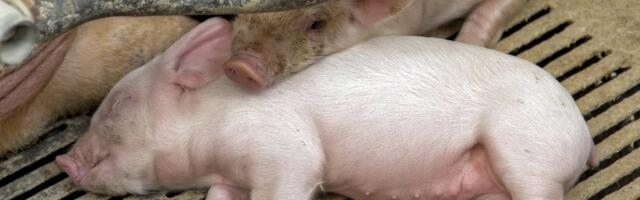 Ситуация на ферме Нурме: от африканской чумы свиней скончалось еще больше животных. Новых протестов не боятся