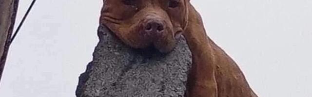 Правдива ли история об аресте мужчины, который научил свою собаку сбрасывать кирпичи на людей, звонящих в его дверь?