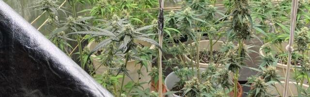 ФОТО | Полиция изъяла килограмм марихуаны и 30 кустов конопли в Кохтла-Ярве