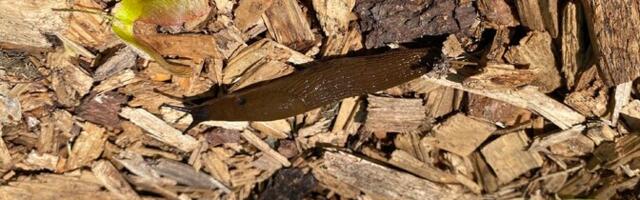 Испанские слизни добрались до Тарту