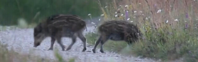 Департамент: в Эстонии обнаруживается все больше диких кабанов, зараженных АЧС