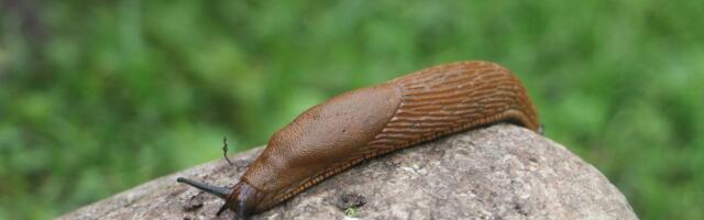 Жгут, кипятят, засыпают солью. Иноземные слизни атакуют Нарву