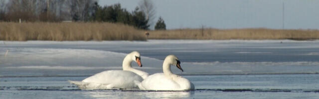 В Латвии констатирован первый в этом году случай птичьего гриппа у диких птиц