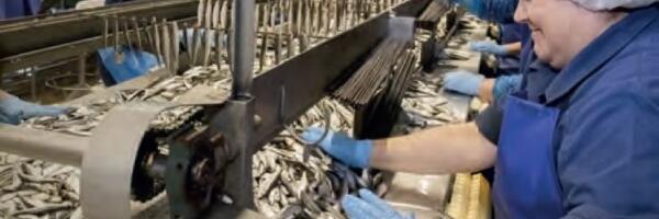 И ни капли консервантов! Репортаж с завода Brīvais vilnis