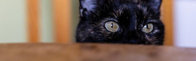 Чудесное спасаение кошки, застрявшей в капоте авто