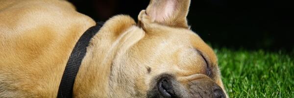 В связи с убийством собак наказали двух муниципальных полицейских