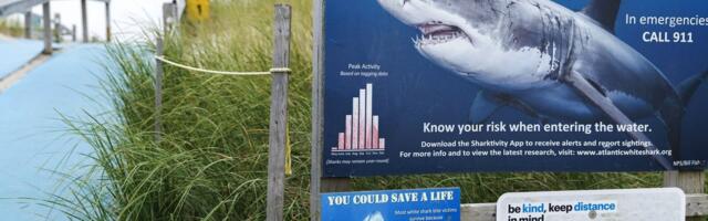 В Нью-Йорке акула напала на человека впервые за 65 лет. Почему морских хищников становится все больше