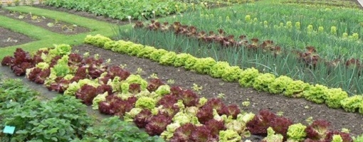 КАК УКРАСИТЬ СВОЙ ОГОРОД