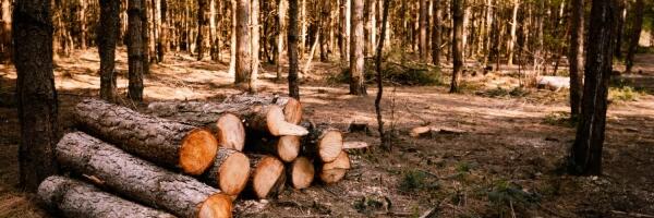 О чем пишет пресса Латвии: ребус с зарплатами врачей, шведы торгуют лесами Латвии