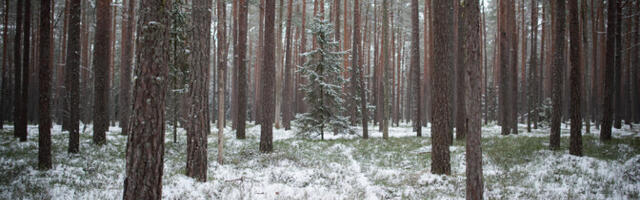RMK за год выкупил у частных собственников почти 1000 гектаров охраняемых земель