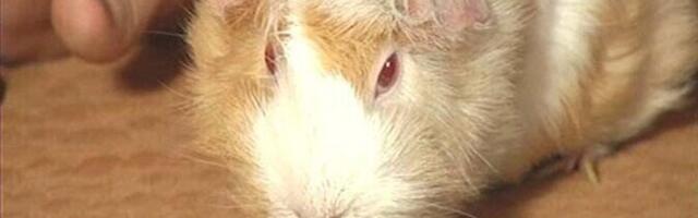 Ветеринар о кормлении морских свинок: мюсли и морковь могут вызвать ожирение