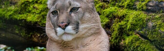 Специалист прокомментировал слухи о том, что в лесах Юго-Восточной Эстонии живет пума