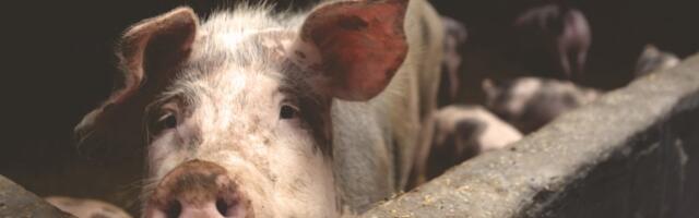 Голодные игры. Грозит ли Эстонии дефицит продовольствия?