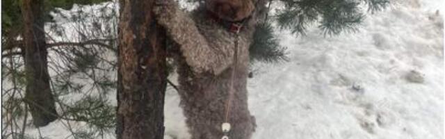 В Вильнюсе — Неделя чистых газонов