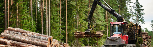 В Эстонии приостановили работу над законом о лесе из-за острых разногласий
