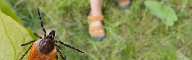 Не паниковать: когда после укуса клеща действительно нужно обращаться к врачу