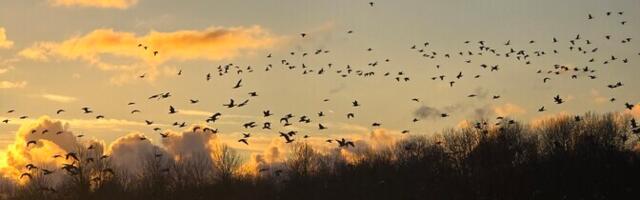 10 декабря в Латвии стало самым теплым за всю историю метеонаблюдений