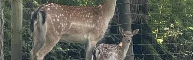 В Элиствереском парке животных собаки загрызли детеныша лани