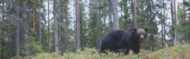 Суд приостановил разрешение Департамента окружающей среды на отстрел медведей в пяти регионах