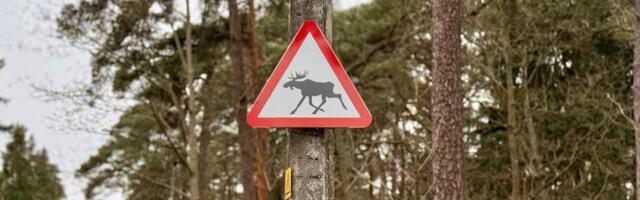В Таллинне установили знаки на участках, где животные часто перебегают дорогу