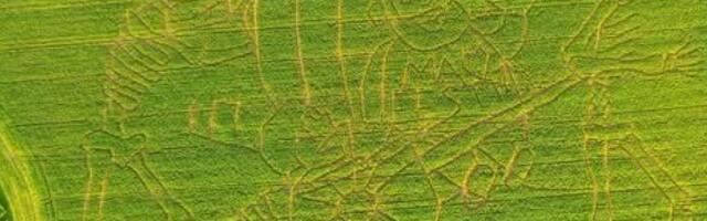 В Эстонии появился кукурузный лабиринт в форме скелетов и надписи «Ma armastan Eestit»