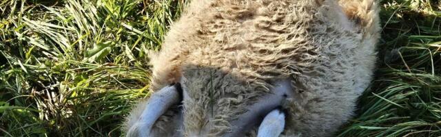 ФОТО НЕ ДЛЯ СЛАБОНЕРВНЫХ | Волки держат в страхе целую эстонскую деревню