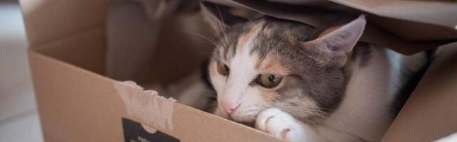 Кошка в посылке