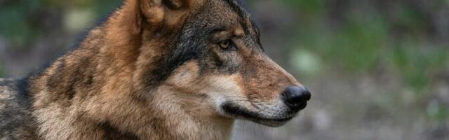 За январь волки в Эстонии загрызли или ранили не менее 15 собак