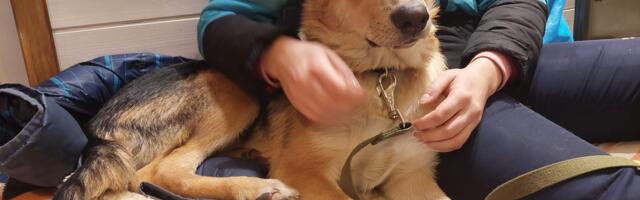 В Эстонии планируют ввести обязательное чипирование питомцев