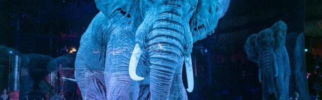 Голографические миры, лазерные шоу и воздушные акробаты: «Цирк будущего» начинает тур по Эстонии