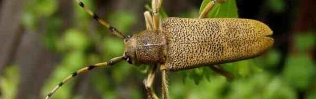 Насекомое года подчеркивает конфликт между экономическими интересами и биоразнообразием