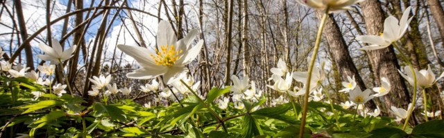 Синоптики: весна вступает в свои права