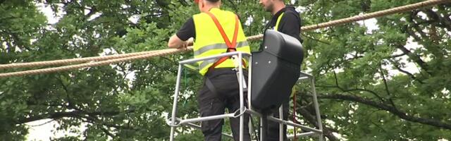 В Тарту сделали канатные мостики для белок над автомобильными дорогами
