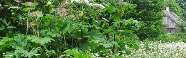 Департамент окружающей среды выделит 400 000 евро на борьбу с борщевиком