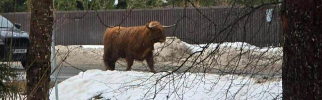 ШОКИРУЮЩИЕ ФОТО | Бродивший по жилому району бык попал под поезд. „Туша до сих пор лежит у железной дороги“