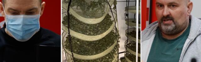 Мужчины, устроившие в Таллинне рядом с детским садом каннабис-ферму: „Это казалось круто“