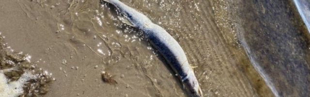 Огромный лосось погиб от мусора в Пярнумаа
