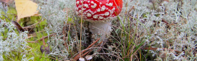 Российская таможня пресекла перемещение в Эстонию сушеных мухоморов