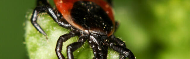 Департамент здоровья выяснил, в каких регионах Эстонии больше всего зараженных клещей