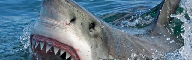 Леденящие истории: опасно ли отдыхать на египетских и других любимых многими курортах?