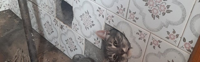 ФОТО | В Суурупи кот-непоседа застрял в дымоходе. Пришлось долбить кафель и стену
