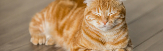 Ученые назвали пять видов отношений кошек с хозяевами