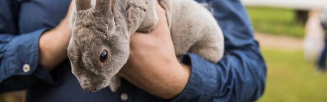 Печальная тенденция: люди заводят на Пасху кроликов, а потом бросают их