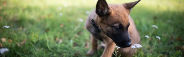 Эстонскую полицию усилил щенок по кличке Террор
