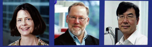 Нобелевскую премию по медицине присудили за периферическую иммунологическую толерантность