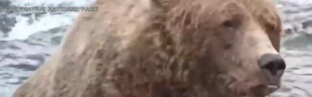 На Аляске выбрали самого упитанного медведя