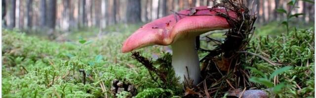 Если в ближайшие недели ночи не будут слишком холодными, то хорошо пойдут и осенние грибы