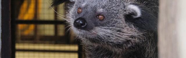 Фу, осень! Семья битуронгов из Таллиннского зоопарка знакомится с эстонской погодой